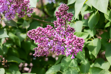 Purple lilac flowers on a branch closeup