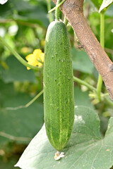 closeup the green ripe cucumber hanging on with leaves and vine in the farm soft focus natural green brown background.