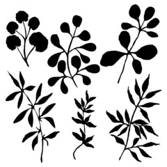 Set of plants, leaves and branches. Black contour on a white background. Vector illustration, hand drawing