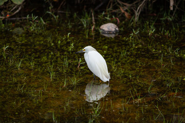 heron in florianopolis Brazil