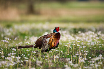 Colorful pheasant in flower meadow