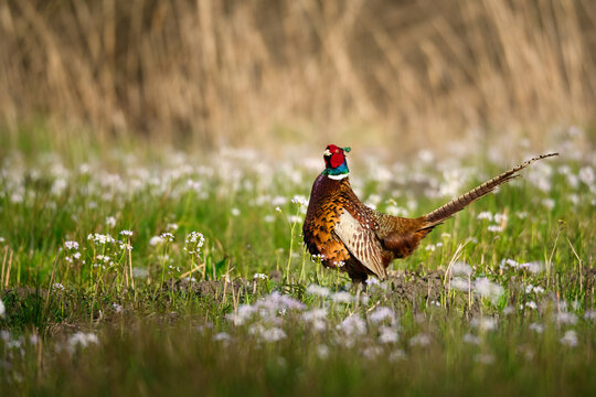 Colorful pheasant in flower meadow