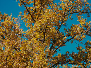 Yellow oak leaves on tree branches. Autumn oak against a clear blue sky.