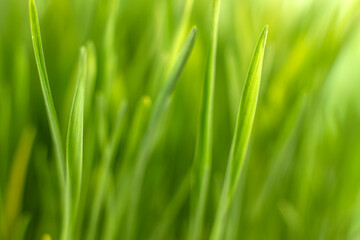 Naklejka na ściany i meble Fresh green grass background macro image. selective focus.