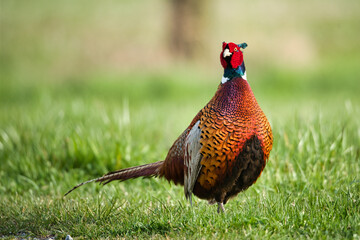 Colorful pheasant poses in front of the camera on the side of the road