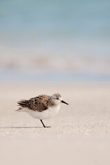 Sanderling (Calidris alba) on Lido Beach, Florida