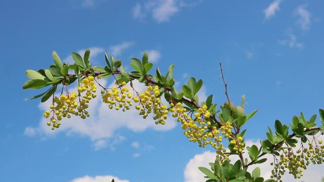 Branches of a flowering barberry, yellow flowers of an ornamental shrub.