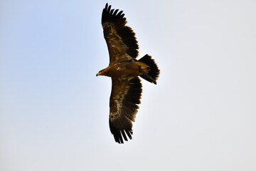 Splendeur d'aigle