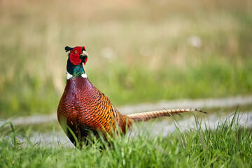 Fototapeta premium Colorful pheasant poses in front of the camera on the side of the road