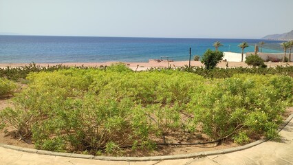 Red sea in Egypt,green field of hotel, blue sky landscape 