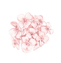 Blush Pink Watercolour painted hydrangea