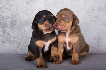 Two Louisiana Catahoula Leopard Dogs puppies on gray background