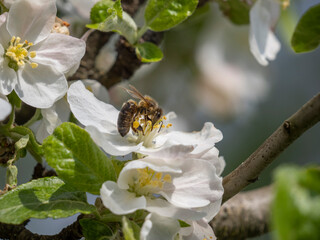 bee on apple tree flowers