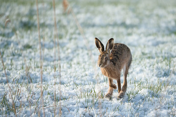 Hare hops in the last spring snow