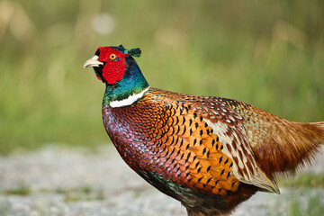 Close up of a colorful pheasant