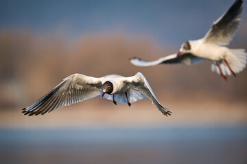 Black-headed gull shows acrobatic flight maneuvers