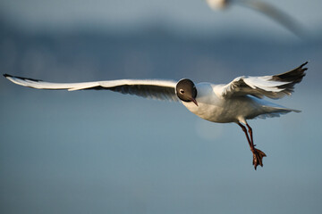 Black-headed gull shows acrobatic flight maneuvers