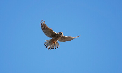 A low angle shot of a female kestrel hovering in the air whilst hunting for prey on the ground. 