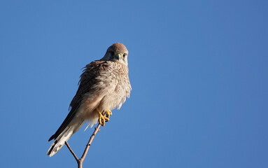 A low angle view of a female kestrel  perching on a twig against a clear blue sky. 