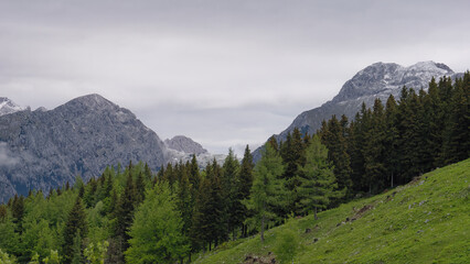 Fototapeta premium Serene view over the Kamnik Alps with trees in the foreground and the surrounding fog from Velika Planina, Slovenia