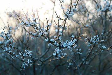 winter berries at the shore