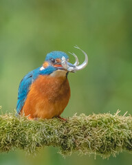 Eisvogel