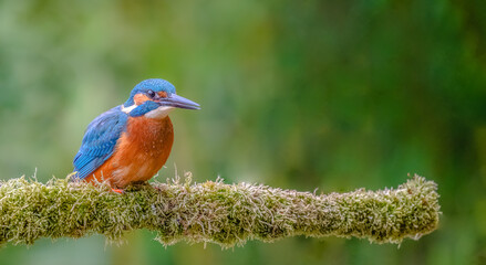 Eisvogel