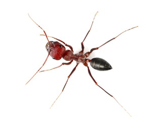 Desert ant, Cataglyphis bicolor isolated on white, top view 