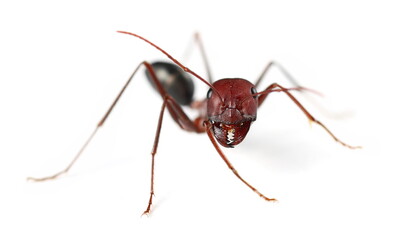 Desert ant, Cataglyphis bicolor isolated on white, side view 
