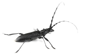 Beetle Cerambyx scopolii isolated on white 