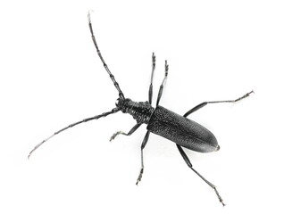 Beetle Cerambyx scopolii isolated on white 