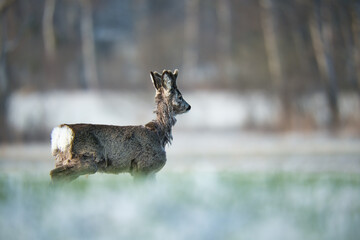 Roebuck in the last spring snow