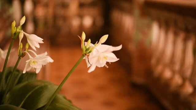 Flower in the wind on an old balcony house