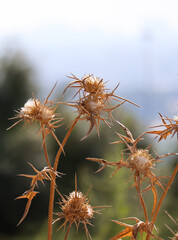 dry Shrubs of  centaurea