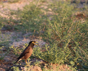 Indian myna bird of the starling family in dark brown color, dark gray head, and yellow beak,