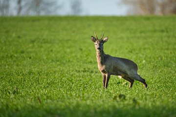 Roebuck pees in the meadow
