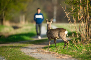 Deer goat observed pedestrians on dirt road