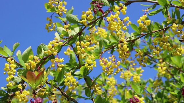 The yellow flowers of the barberry are a honey plant, Honeybees collect pollen and nectar.