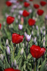 red tulips in the garden
