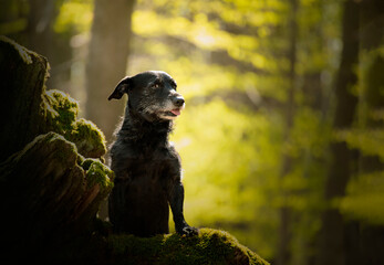 An older dog walking through the woods in spring weather. She likes to exhibit as a model.