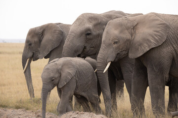 Family of elephants with white tusks and baby in front