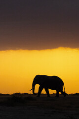 Sunset Silhouette of elephant  walking 
