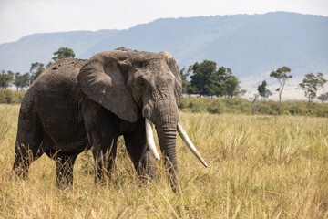 Fototapeta premium Elephant in Africa walking in the brown grass