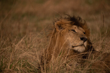 lion in the grass