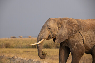 Elephant with white tusks in Africa