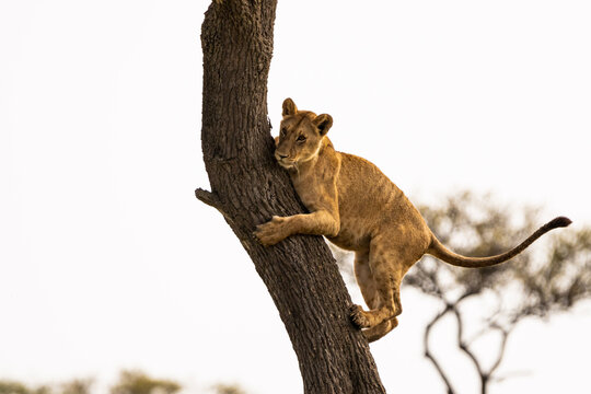 Lion climbing a tree holding on with claws