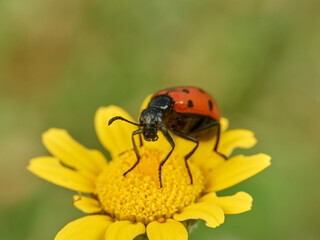 Fototapeta premium Red beetle with black dots on a flower. Mylabris quadripunctata. 