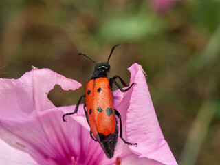 Red beetle with black dots on a flower. Mylabris quadripunctata. 