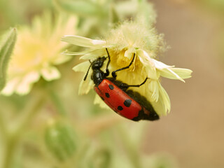 Red beetle with black dots on a flower. Mylabris quadripunctata. 