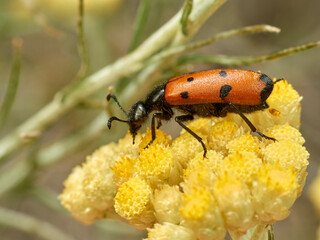 Red beetle with black dots on a flower. Mylabris quadripunctata. 
